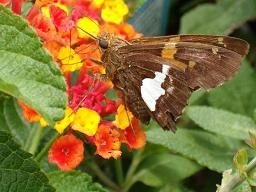 Floral Photos ---by Doug McMullin