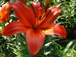 Flower Photos ---by Michael Ratliff ---June, 2009