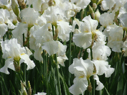 Floral photos by Michael Ratliff