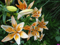 Floral photos by Michael Ratliff