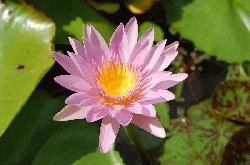 Hawaii, August, 2008