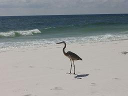 Perdido Key, Florida --- October, 2008
