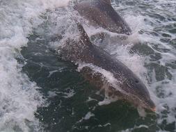 Perdido Key, Florida ---October, 2010