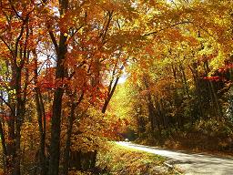 Great Smokey Mountains, TN --- November, 2008 ---Photos by Wanda McMullin