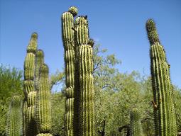 Tucson, Arizona ---July, 2010