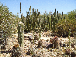 Tucson, Arizona, July 2010