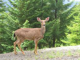 Washington State ---July, 2010 ---Photos by Wanda McMullin