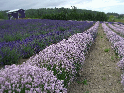 Washington State, July 2010