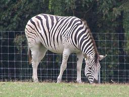 Nashville Zoo, Sept 2009