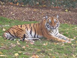 Nashville Zoo, Nov 2010